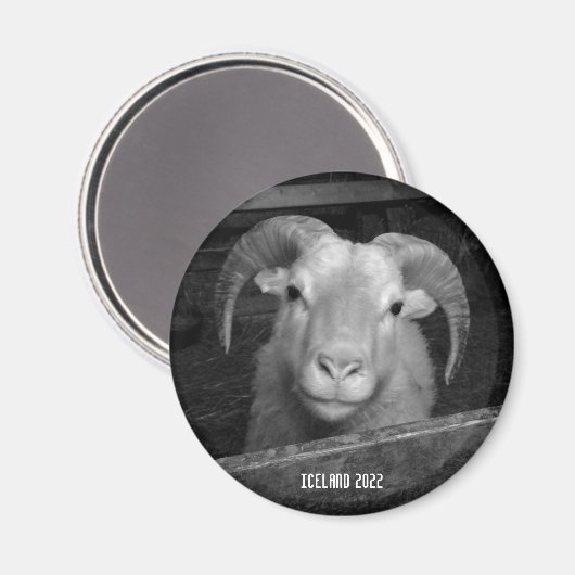 IJslandse schapen - magnet (Voorkant / Achterkant)