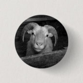 IJslandse schapen Ronde Button 3,2 Cm (Voorkant)