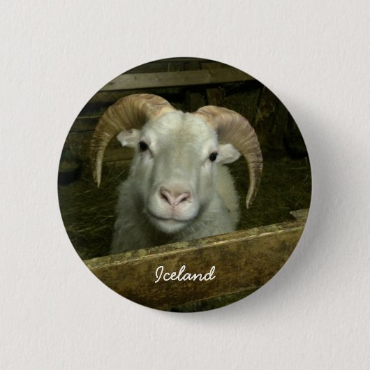 IJslandse schapen Ronde Button 5,7 Cm (Voorkant)