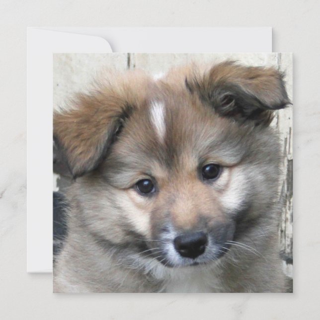 IJslandse Sheepdog 2014-0801 (Voorkant)