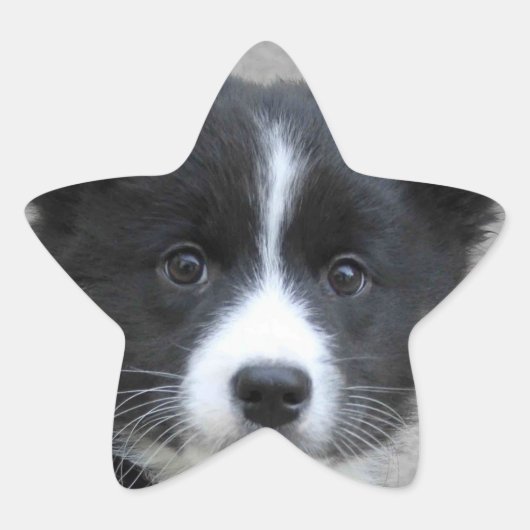IJslandse Sheepdog 2014-0804 Ster Sticker (Voorkant)