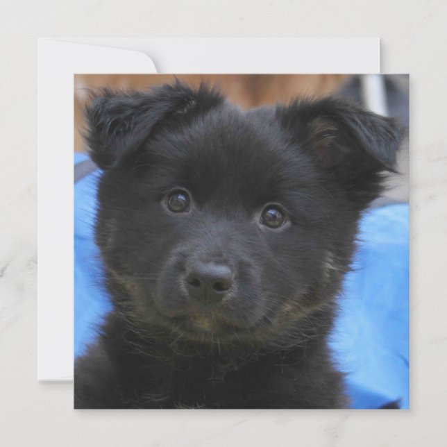 IJslandse Sheepdog 2014-0805 (Voorkant)