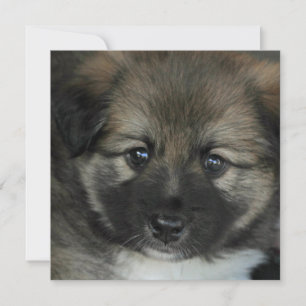 IJslandse Sheepdog 2014-0808