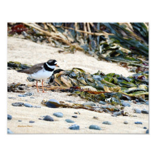IJslandse vogel: Plover Foto Afdruk