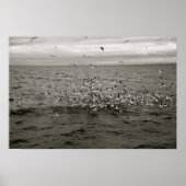 IJslandse vogelkudde Poster (Voorkant)