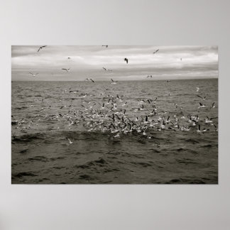 IJslandse vogelkudde Poster