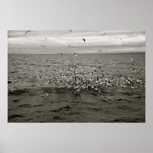 IJslandse vogelkudde Poster (Voorkant)