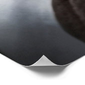 IJslandse vrouw op foto van witte paarden Poster (Hoek)