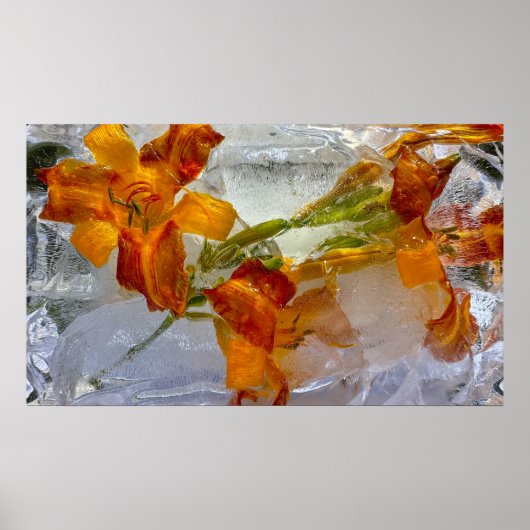 ijslelies, poster (Voorkant)