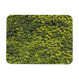 IJsnavel (hedera helix) aan de wand van het huis Magneet