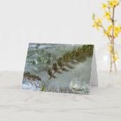 ijsvarens, kaart (Gele Bloem)