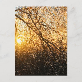 ijsvertakkingen bij zonsondergang briefkaart