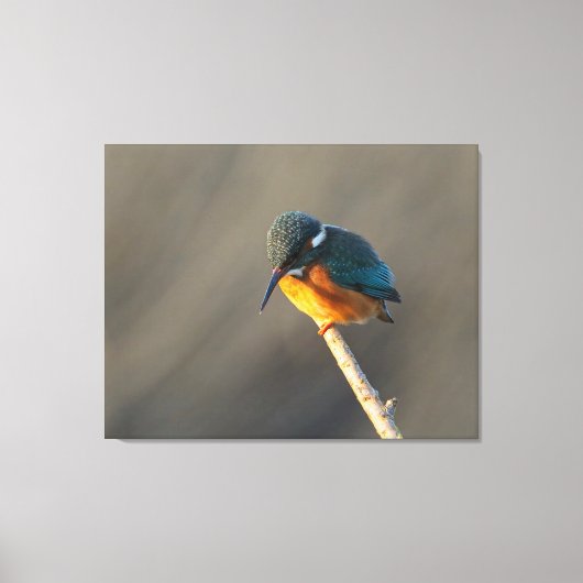 ijsvis canvas afdruk (Voorkant)