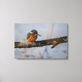 ijsvis canvas afdruk