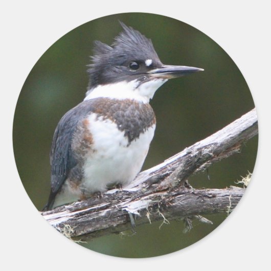 ijsvis ronde sticker (Voorkant)