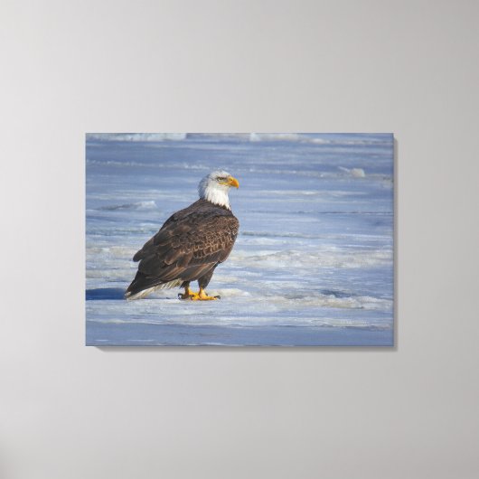 Ijsvissen Canvas Afdruk (Voorkant)
