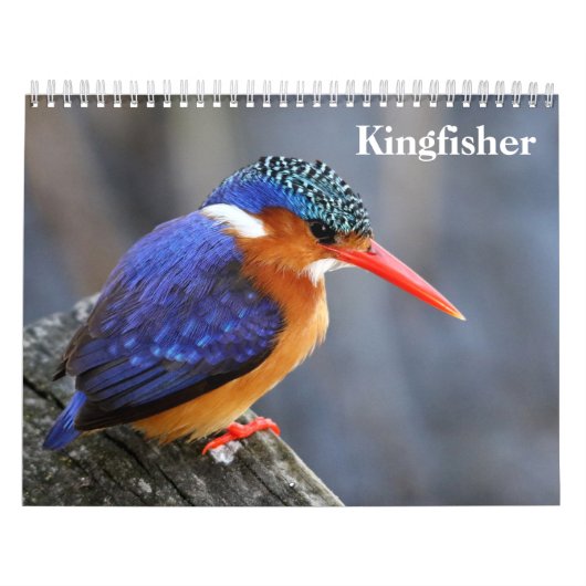 Ijsvogel 2027 kalender (Hoes)