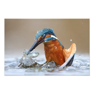 Ijsvogel Alcedo Atthis jachtend in het water Luca  Foto Afdruk