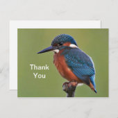 Ijsvogel Dank Je Postkaart (Voorkant / Achterkant)