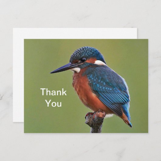 Ijsvogel Dank Je Postkaart (Voorkant / Achterkant)