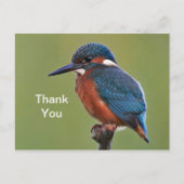 Ijsvogel Dank U Postkaart (Voorkant)
