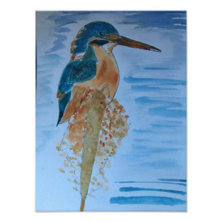 IJsvogel Foto Afdruk