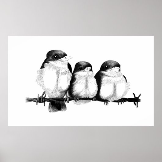 ijsvogel kuikens poster (Voorkant)
