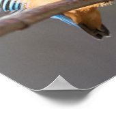 IJsvogel Natuur Foto Poster (Hoek)