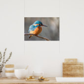 IJsvogel Natuur Foto Poster (Keuken)