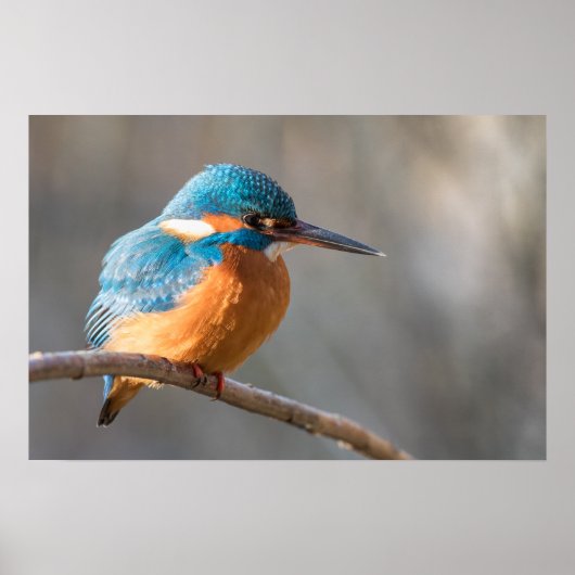 IJsvogel Natuur Foto Poster (Voorkant)