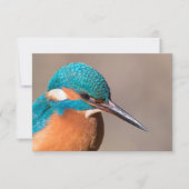 IJsvogel Natuur Fotokaart (Voorkant)