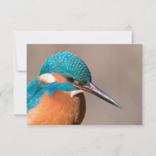 IJsvogel Natuur Fotokaart