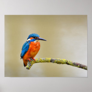 IJsvogel op een Tak Poster