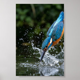 Ijsvogel Raakt Water Kleurrijke Matte Poster