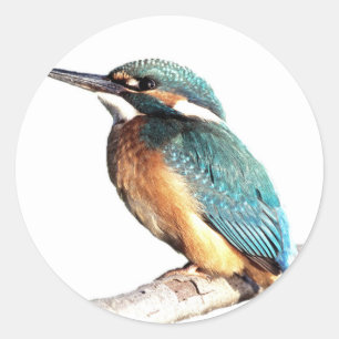 "Ijsvogel " Ronde Sticker