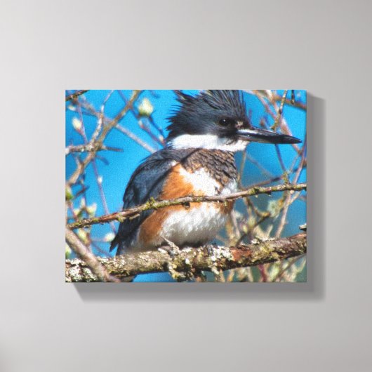 IJsvogel Wilde Vogel Canvasprint Canvas Afdruk (Voorkant)