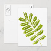 IJzerbladeren geïsoleerd Briefkaart (Voorkant / Achterkant)