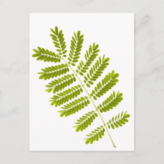 IJzerbladeren geïsoleerd Briefkaart (Voorkant)