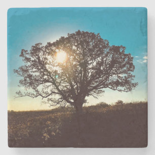 IJzeren eikenboom op het Onderzetter van de zon