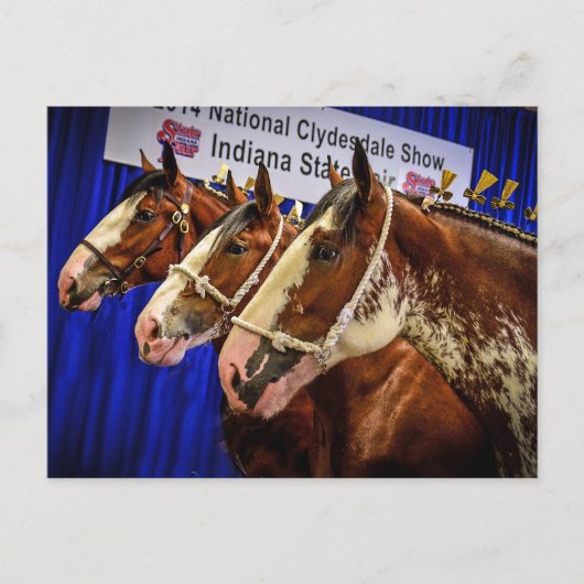 IJzeren paarden 3 Briefkaart (Voorkant)