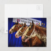 IJzeren paarden 3 Briefkaart (Voorkant / Achterkant)