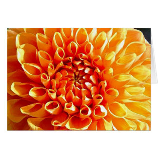 Ik Adore Dahlias, mijn beste Darling