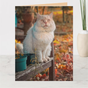 IK BEDANK GOD BIJ ELKE HERINNERING AAN JOU KAT KAA KAART