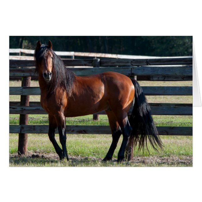 Ik ben aan Sexy (Voorkant Horizontaal)