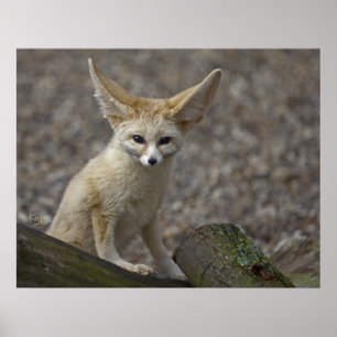 Ik ben All Ears Print