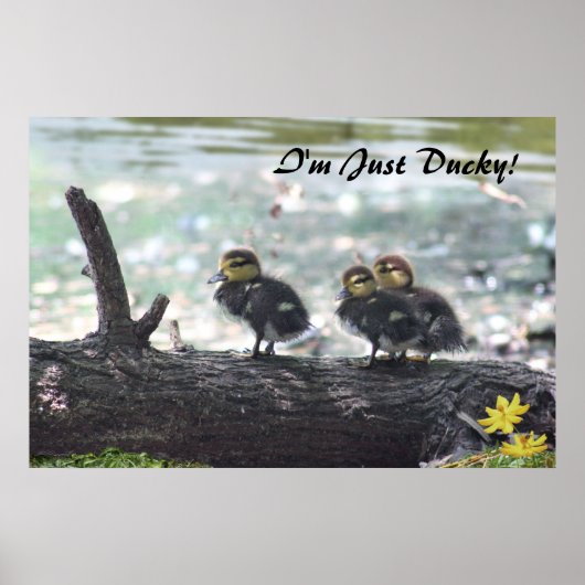 Ik ben alleen Ducky. Poster -36x24 -andere maten o (Voorkant)