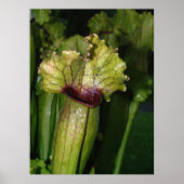 Ik ben carnivoren. poster (Voorkant)