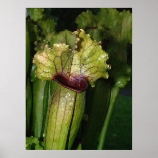 Ik ben carnivoren. poster