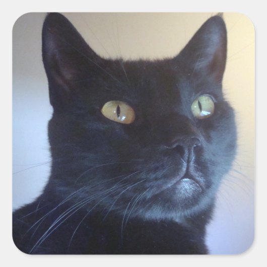 Ik ben Cat Sticker (Voorkant)