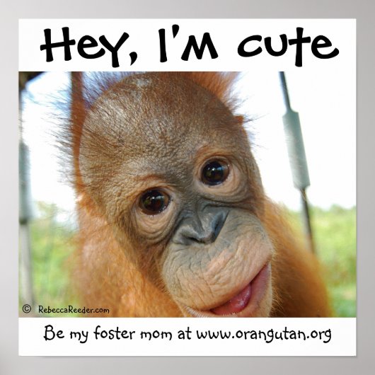 Ik ben Cute Baby Orangutan. Poster (Voorkant)